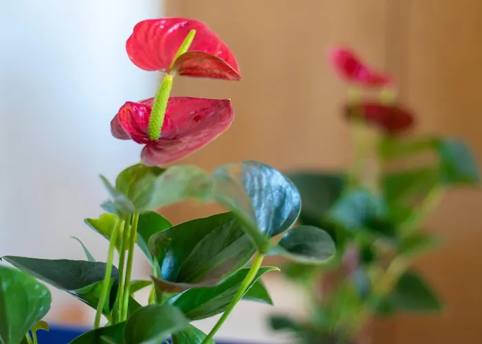 Hotel Maritur - Adults Only Albufeira